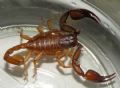 Euscorpius aquilejensis